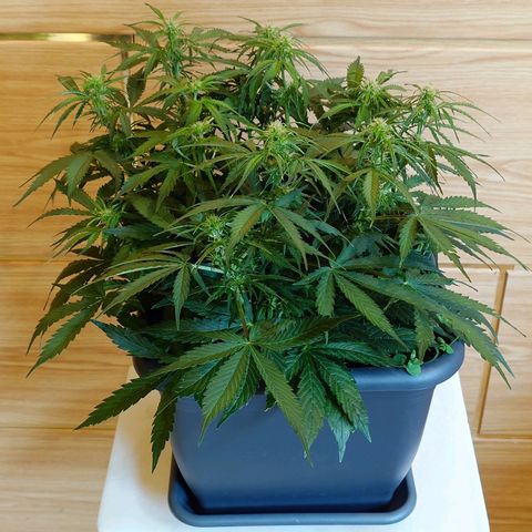 Auto Skywalker Haze growlog timeline photo