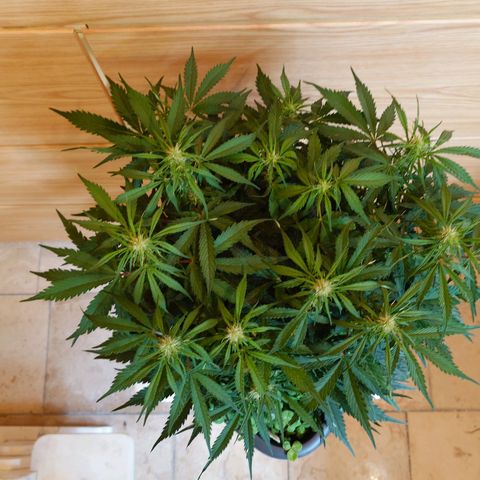 Auto Skywalker Haze growlog timeline photo