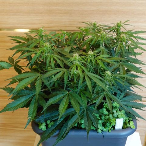 Auto Skywalker Haze growlog timeline photo