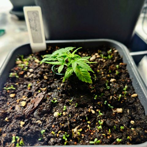 Auto Orange Bud growlog timeline photo