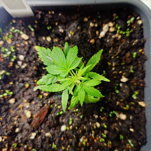 Auto Orange Bud growlog timeline photo