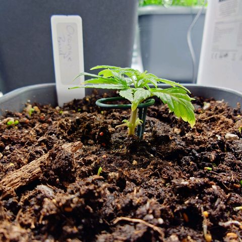 Auto Orange Bud growlog timeline photo