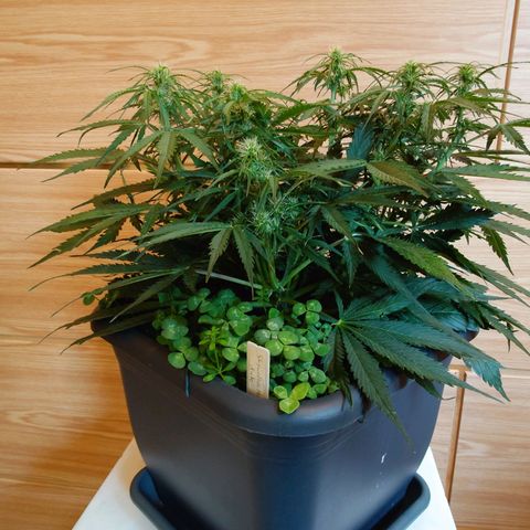 Auto Skywalker Haze growlog timeline photo