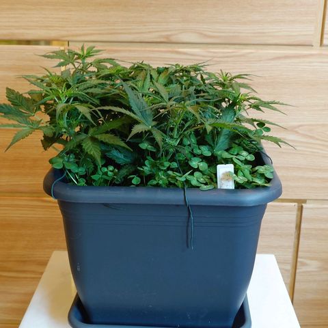 Auto SFV OG growlog timeline photo