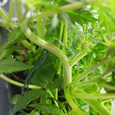 Auto SFV OG growlog timeline photo