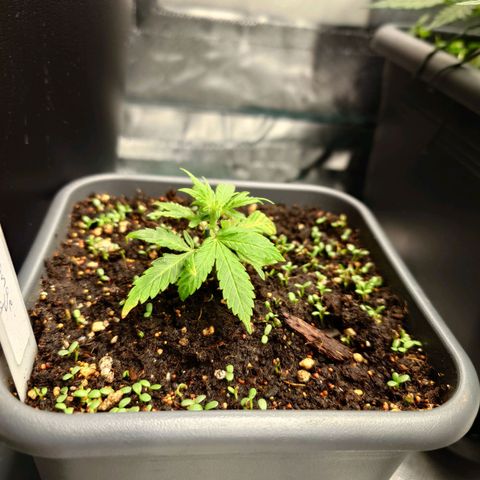 Auto Orange Bud growlog timeline photo