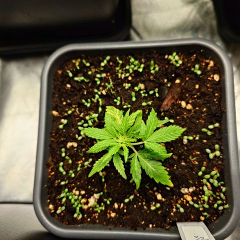 Auto Orange Bud growlog timeline photo