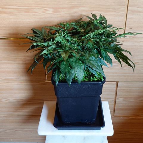Auto Candy Bubatz XL growlog photo: Vorher