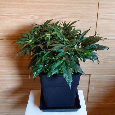 Auto Candy Bubatz XL growlog photo: Vorher