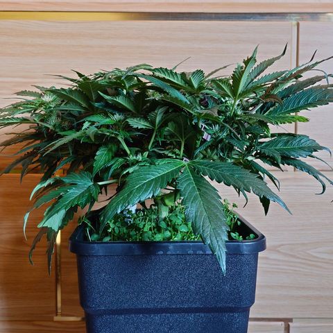 Auto Candy Bubatz XL growlog photo: Vorher
