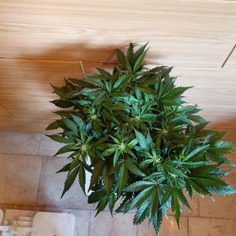 Auto Candy Bubatz XL growlog photo: Vorher