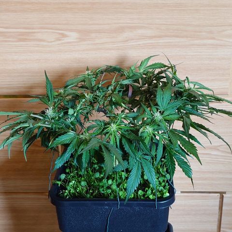 Auto Candy Bubatz XL growlog photo: Nachher 