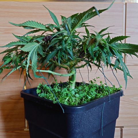 Auto Candy Bubatz XL growlog photo: Nachher 