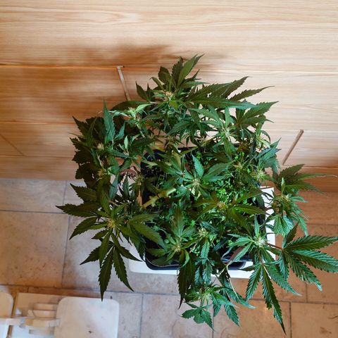 Auto Candy Bubatz XL growlog photo: Nachher 