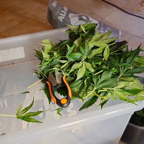 Auto Candy Bubatz XL growlog photo: Nachher 