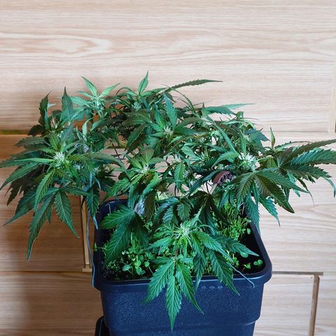 Auto Candy Bubatz XL growlog photo: Nachher 
