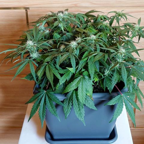 Auto Orange Bud growlog photo: Vorher
