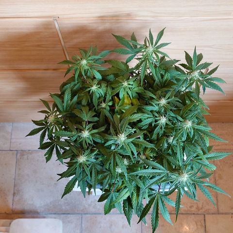 Auto Orange Bud growlog photo: Vorher