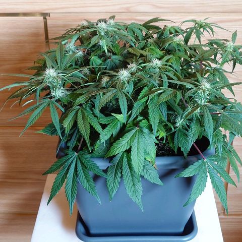Auto Orange Bud growlog photo: Vorher