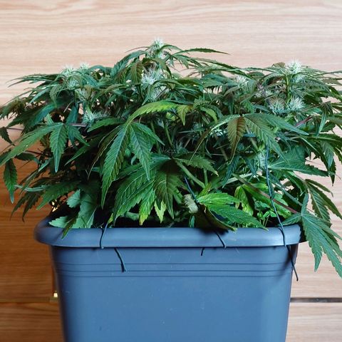 Auto Orange Bud growlog photo: Vorher