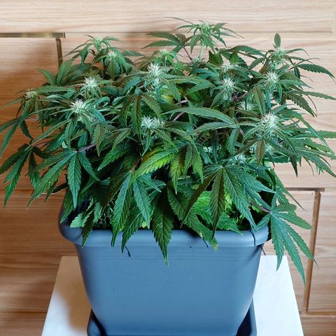Auto Orange Bud growlog photo: Vorher