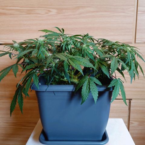 Auto Orange Bud growlog photo: Nachher