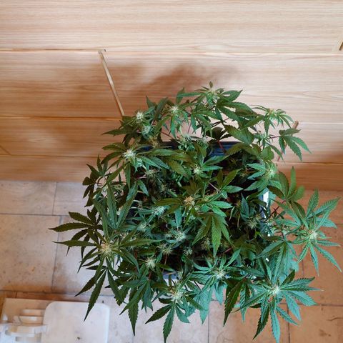 Auto Orange Bud growlog photo: Nachher
