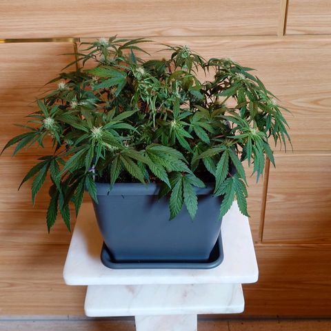 Auto Orange Bud growlog photo: Nachher