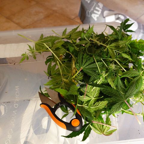 Auto Orange Bud growlog photo: Nachher