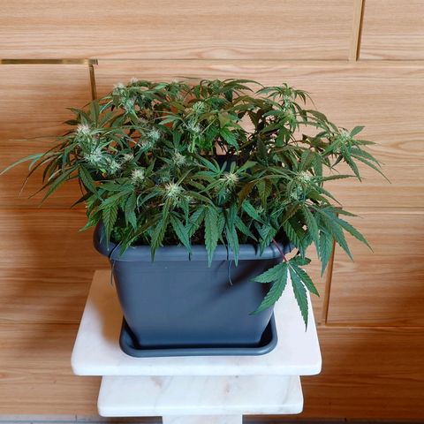 Auto Orange Bud growlog photo: Nachher