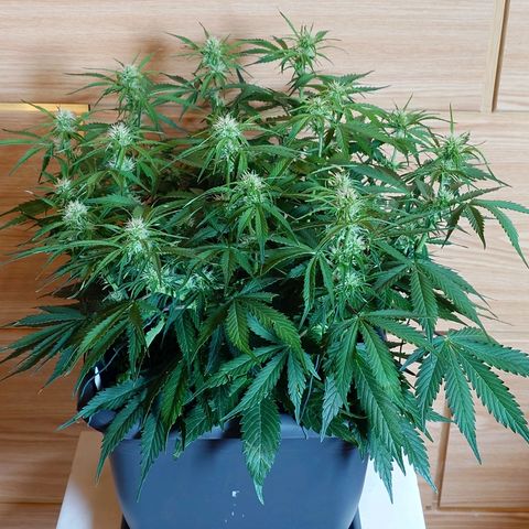 Auto Skywalker Haze growlog photo: Vorher