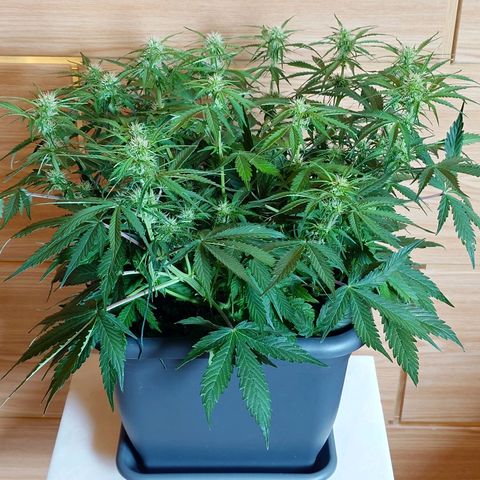 Auto Skywalker Haze growlog photo: Vorher