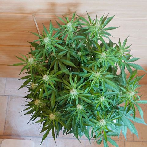 Auto Skywalker Haze growlog photo: Vorher