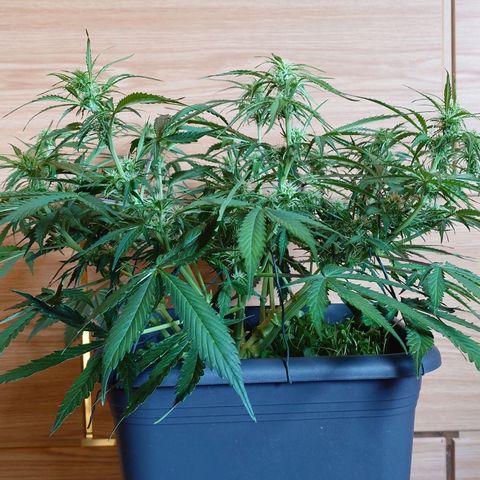 Auto Skywalker Haze growlog photo: Nachher