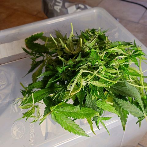 Auto Skywalker Haze growlog photo: Nachher