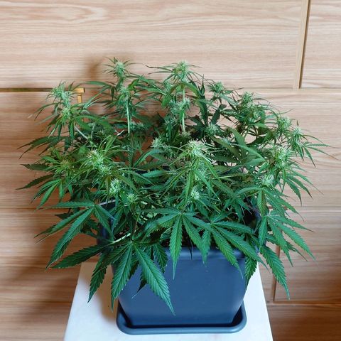 Auto Skywalker Haze growlog photo: Nachher