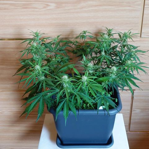 Auto Skywalker Haze growlog photo: Nachher