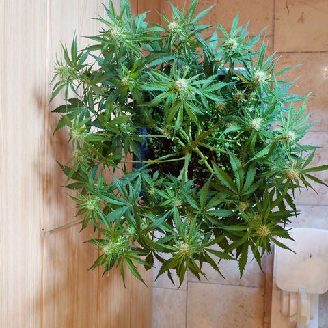 Auto Skywalker Haze growlog photo: Nachher