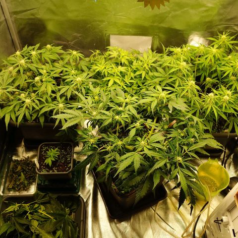 Auto Skywalker Haze growlog timeline photo