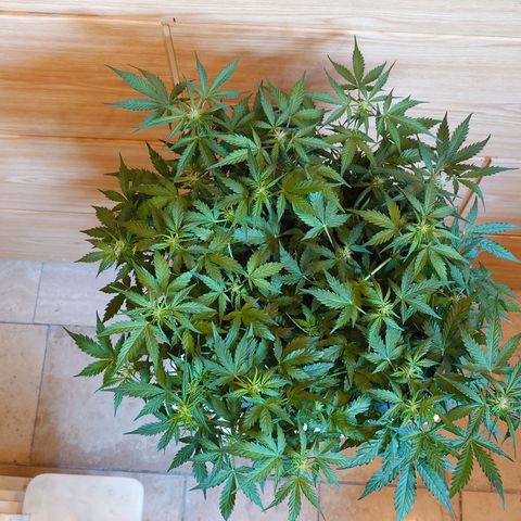 Auto SFV OG growlog timeline photo