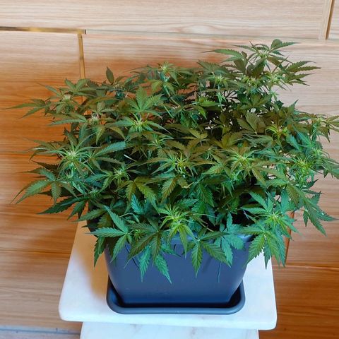 Auto SFV OG growlog timeline photo
