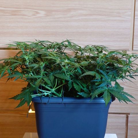 Auto SFV OG growlog timeline photo