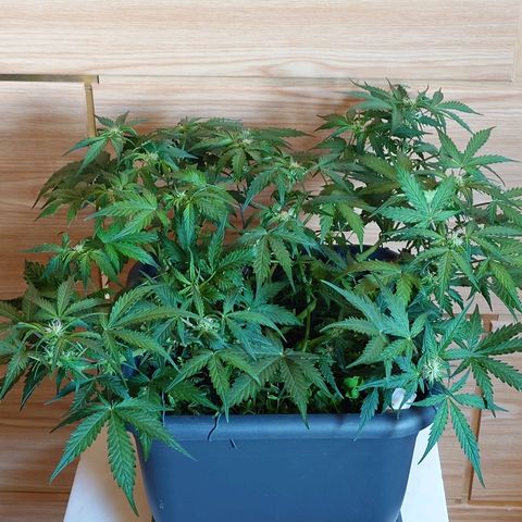 Auto SFV OG growlog photo: Nachher 