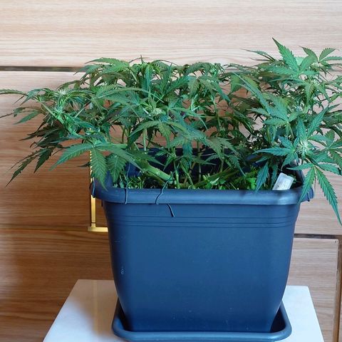 Auto SFV OG growlog photo: Nachher 