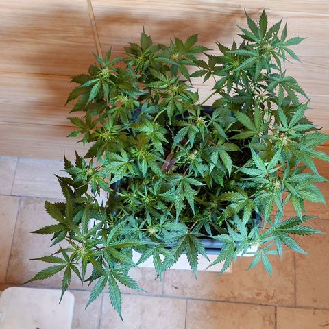 Auto SFV OG growlog photo: Nachher 