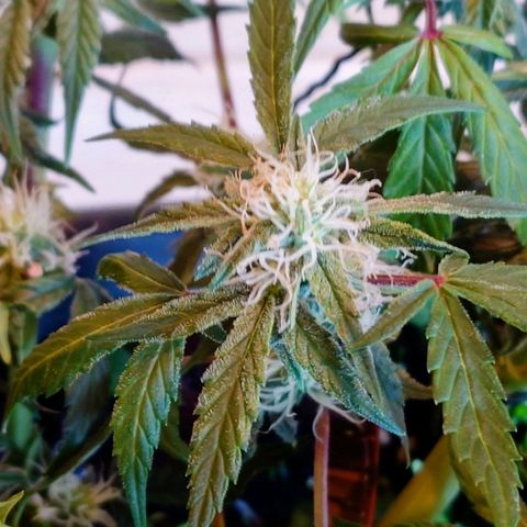 Auto Orange Bud growlog timeline photo