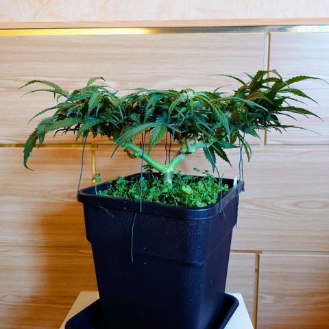 Auto Candy Bubatz XL growlog timeline photo