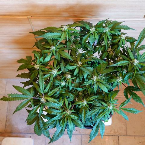 Auto Candy Bubatz XL growlog timeline photo