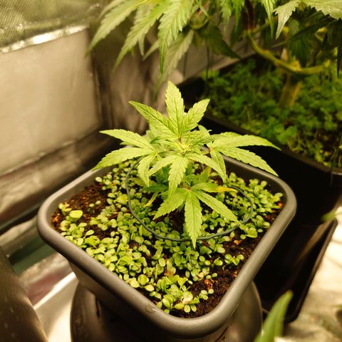 Auto Orange Bud growlog photo: Ein absoluter Traum der Stecklinge ng.