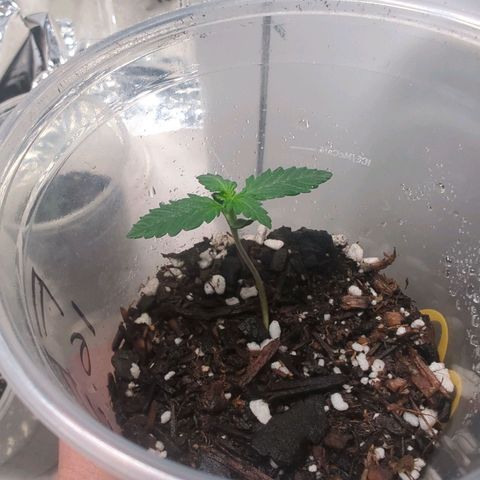 Fat Banana Auto 1 growlog timeline photo